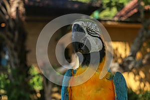 Close up portrait of blue and yellow macaw at Bali Bird Park ZOO. Blue-yellow macaw parrot portrait. Macro portrait of a beautiful