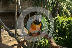 Close up portrait of blue and yellow macaw at Bali Bird Park ZOO. Blue-yellow macaw parrot portrait. Macro portrait of a beautiful