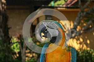 Close up portrait of blue and yellow macaw at Bali Bird Park ZOO. Blue-yellow macaw parrot portrait. Macro portrait of a beautiful