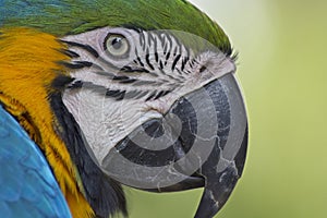 Close up portrait of a Blue-and-Yellow Macaw, parrot