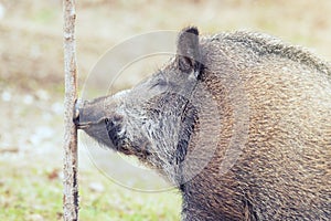 Close-up portrait of a boar. Wild boar sniffing the tree. Sus scrofa