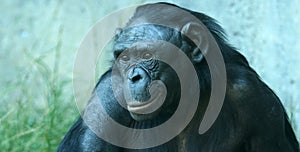 A Close Up Portrait of a Bonobo photo