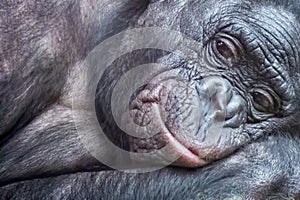 close-up portrait of a bonobo monkey