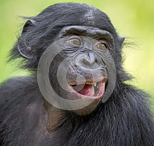 The close up portrait of Bonobo (Pan Paniscus) on the green natural background. photo