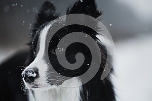 Close up portrait of Border collie dog in snow in winter