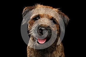 Close-up portrait of border terrier dog