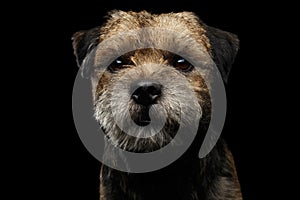 Close-up portrait of border terrier dog