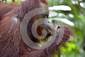 A close up portrait of the Bornean orangutan Pongo pygmaeus in the wild nature. Central Bornean orangutan Pongo pygmaeus wurmb