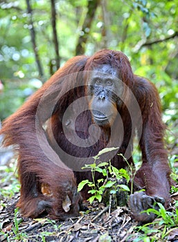 Close up Portrait of Bornean orangutan in the wild nature. Central Bornean orangutan ( Pongo pygmaeus wurmbii ) in natural photo