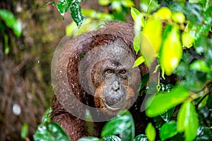 A close up portrait of the Bornean orangutan (Pongo pygmaeus) under rain