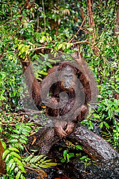 A close up portrait of the Bornean orangutan (Pongo pygmaeus) under rain
