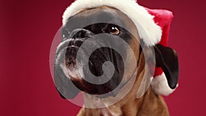 Close up portrait of Boxer dog wearing christmas santa hat on red background.