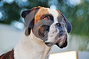 Close-up portrait brindle and white purebred Boxer dog photo