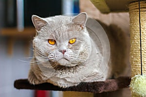 Close-up portrait British shorthair lilac cat