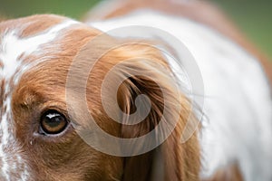 Close up portrait of brittany spaniel female dog, half face