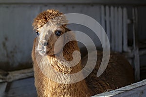 Close up portrait of a brown alpaca, or lama