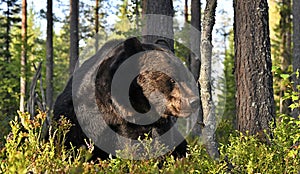 Close up portrait of Brown bear in the summer forest at sunset. Green pine forest naural backgrotund.