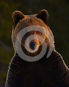 Close up portrait of Brown bear in the winter forest at sunset. Front view.