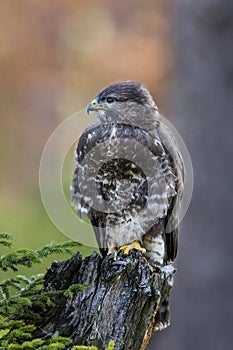 Close-up portrait of brown bird of prey on background of colorful forest.