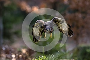 Close-up portrait of brown bird of prey flying directly to a camera on background of colorful forest.