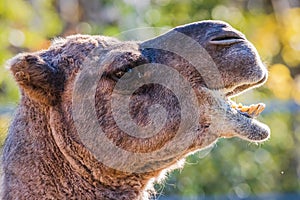 Close up portrait of a brown camel\'s head.