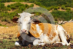 Close-up portrait of a brown cow in the meadow.