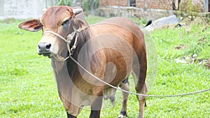 Close-Up Portrait of a brown cow standing outdoors.Cow in the countryside outdoors. Cows graze on a green summer meadow