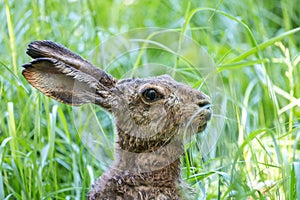 Close-up portrait of brown hare among green grass