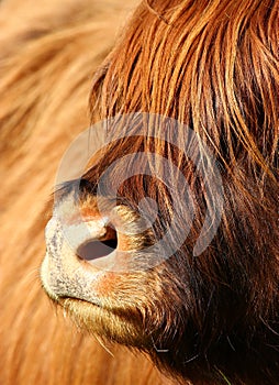 Close-up portrait of a brown Highland cow