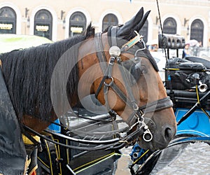 Close-up portrait of a brown horse attached to a chariot with leather straps.