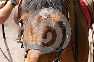 Close-up portrait of brown horse with bridle.