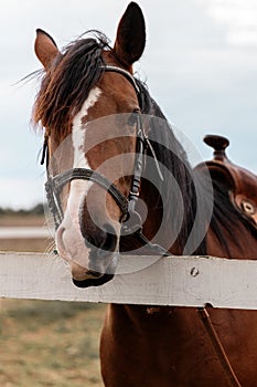 Close-up portrait of a brown horse with a white spot on face standing calm next to wooden fence