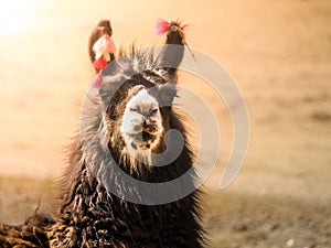 Close-up portrait of brown llama, Andes, South America