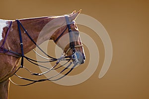 Close up portrait of a brown sports horse for horse polo in uniforms on a brown background. Horse in the bridle and trendsells,