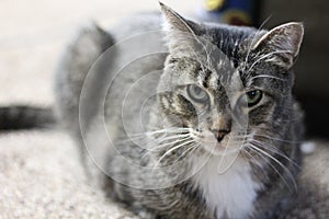 A close up portrait of a brown tabby cat loafing on the floor looking at the camera.