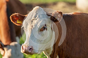 Close up portrait of a brown and white cow in sunlight