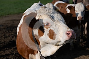 Close-up and a portrait of a brown and white spotted cow standing in front of other cows. The cow has a collar with a bell around