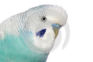 Close-up portrait of a budgerigar photo