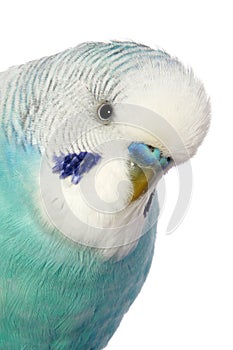 Close-up portrait of a budgerigar