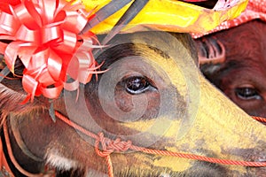 Close-up portrait of a buffalo with its face powdered yellow and decorated with a ribbon flower