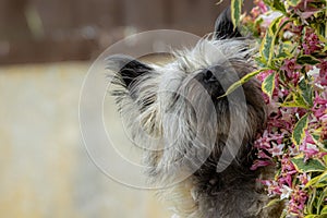 Close-up portrait of a Cairn Terrier enjoying the fragrance of flowers
