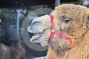 A close up portrait of a camel with a bridle.