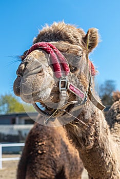 Close-up portrait of a camel. Camel in a pink bridle