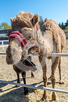 Close-up portrait of a camel. Camel in a pink bridle