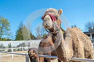 Close-up portrait of a camel. Camel in a pink bridle