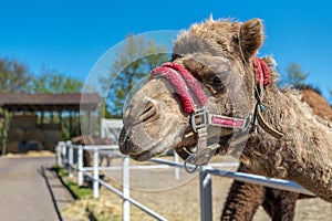 Close-up portrait of a camel. Camel in a pink bridle