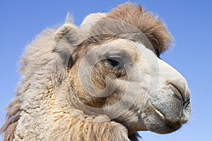 Close-up portrait of camel head on blue sky backround