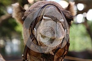 Close-up portrait of a camel in the Judean Desert in southern Israel.