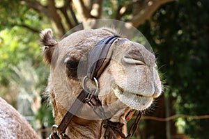 Close-up portrait of a camel in the Judean Desert in southern Israel.