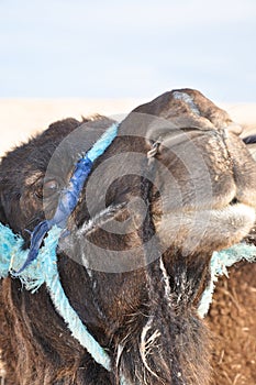 Close-up portrait of a camel living in the desert.